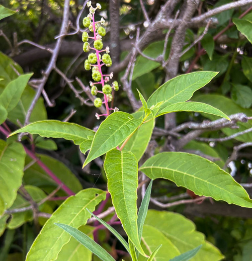 Phytolacca rigida, Maritime Pokeweed