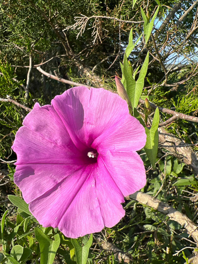 image of Ipomoea sagittata, Saltmarsh Morning Glory