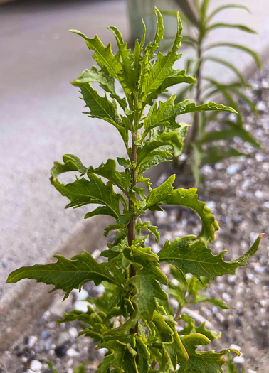 Dysphania anthelmintica, Wormseed, Epazote