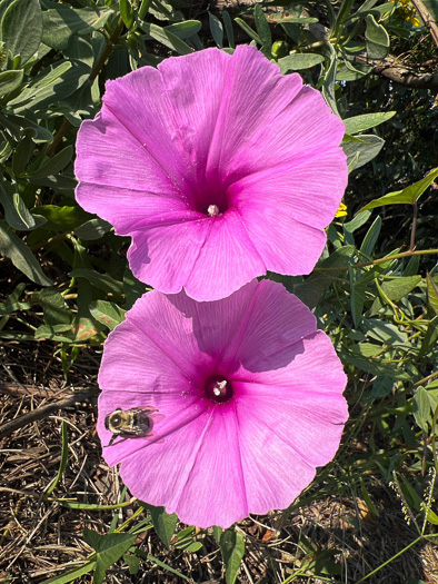 Ipomoea sagittata, Saltmarsh Morning Glory