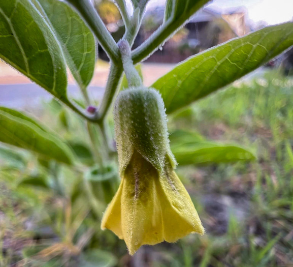 image of Physalis walteri, Dune Ground-cherry, Sand Ground-cherry, Walter's Ground-cherry