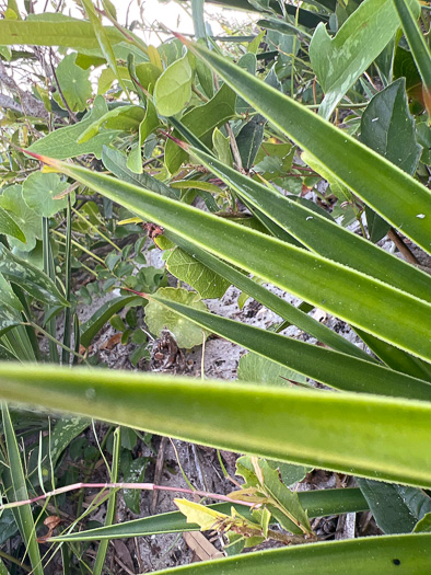 Yucca aloifolia, Spanish Dagger, Aloe Yucca