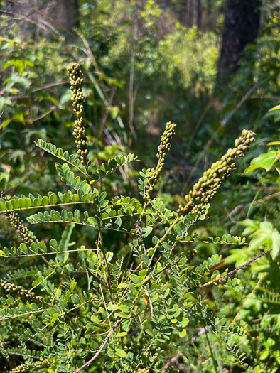 image of Amorpha georgiana, Georgia Indigo-bush