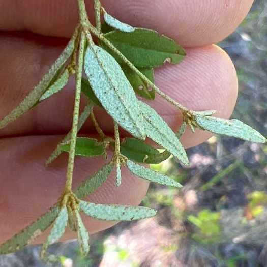 image of Croton willdenowii, Outcrop Rushfoil, Willdenow's Croton, Glade Rushfoil, Broadleaf Rushfoil