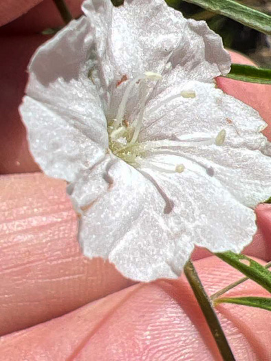 image of Stylisma pickeringii var. pickeringii, Pickering's Dawnflower