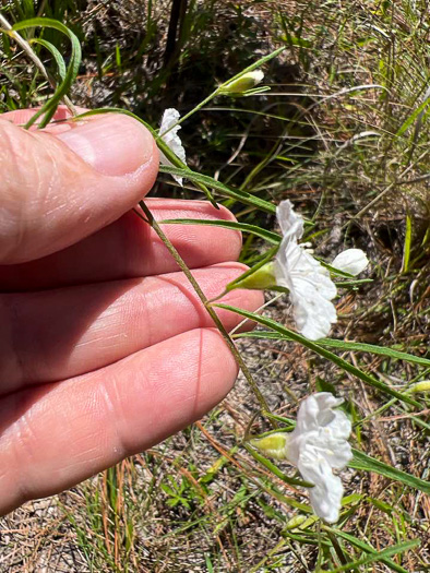 Stylisma pickeringii var. pickeringii, Pickering's Dawnflower