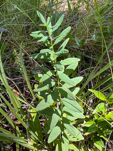 Comandra umbellata var. umbellata, Eastern Bastard-toadflax, Eastern Comandra, Star-toadflax