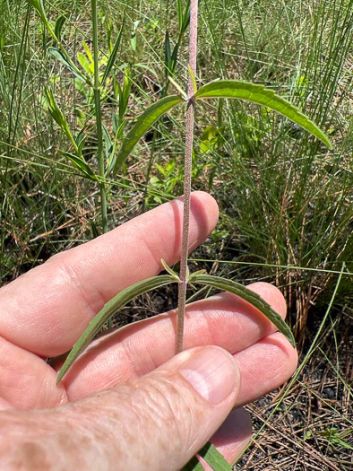 Eupatorium recurvans, Recurved Thoroughwort, Recurved Eupatorium