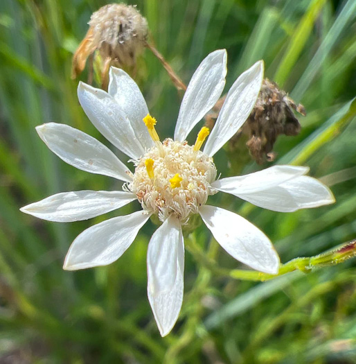 Solidago ptarmicoides, Prairie Goldenrod, White Prairie-goldenrod, Upland White Aster