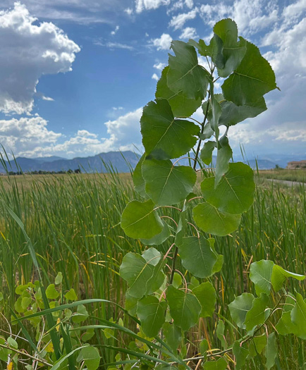 image of Populus deltoides ssp. monilifera, Plains Cottonwood, Texas Cottonwood