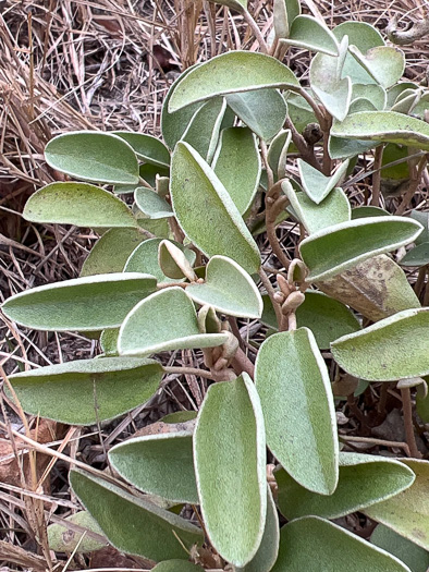 image of Croton punctatus, Silverleaf Croton, Gulf Croton, Beach-tea