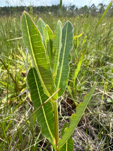 image of Asclepias connivens, Largeflower Milkweed