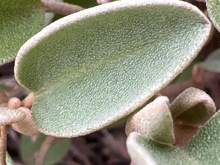 Croton punctatus, Silverleaf Croton, Gulf Croton, Beach-tea