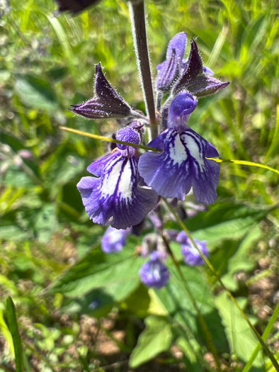 Salvia urticifolia, Nettleleaf Sage