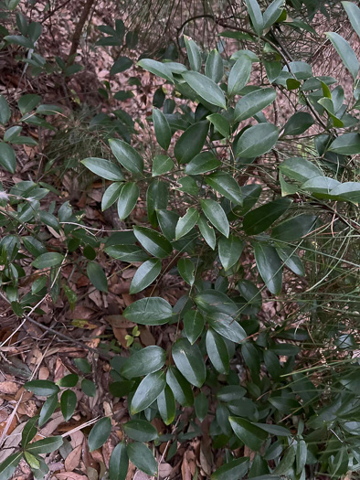 image of Smilax smallii, Jackson-brier, Unarmed Catbrier, Sweet-scented Smilax