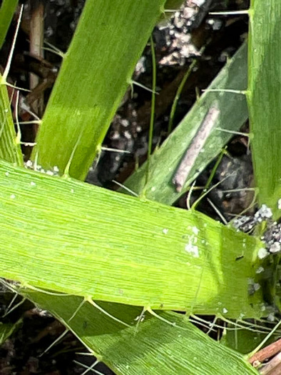 Eryngium yuccifolium var. synchaetum, Southern Rattlesnake-master