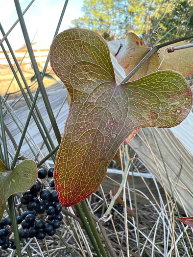 Smilax bona-nox var. littoralis, Maritime Catbrier, Maritime Saw Greenbrier