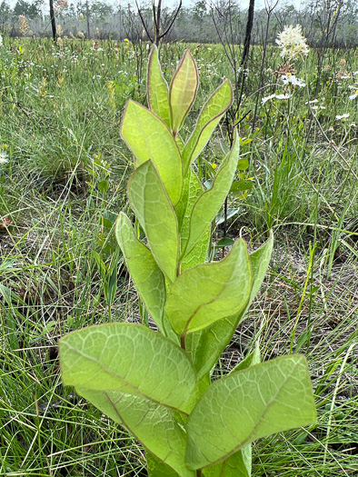 image of Oclemena reticulata, Pine-barren Aster, Whitetop Aster