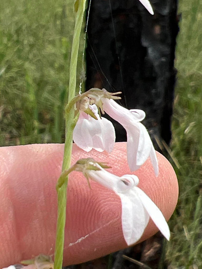 Lobelia floridana, Florida Lobelia