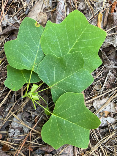 Liriodendron tulipifera var. 1, Coastal Plain Tulip-tree, Southern Yellow Poplar