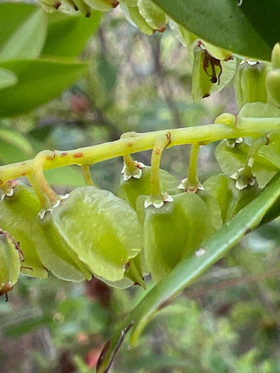 image of Cliftonia monophylla, Buckwheat-tree, Black Titi, Buckwheat-bush