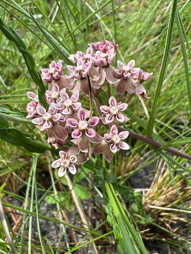 image of Asclepias michauxii, Michaux's Milkweed