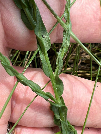 Symphyotrichum adnatum, Scale-leaf Aster