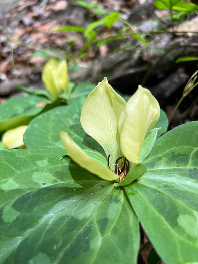 image of Trillium discolor, Pale Yellow Trillium, Faded Trillium, Small Yellow Toadshade, Savannah River Trillium