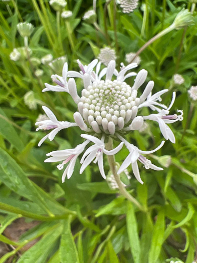 Marshallia obovata var. obovata, Piedmont Barbara's-buttons, Spoon-leaved Barbara's-buttons, Spoon-shaped Barbara's-buttons