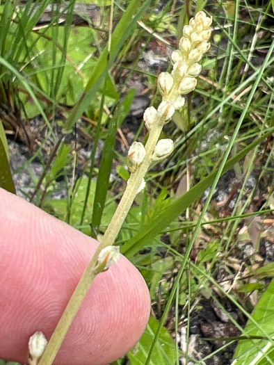 Aletris obovata, Southern White Colicroot