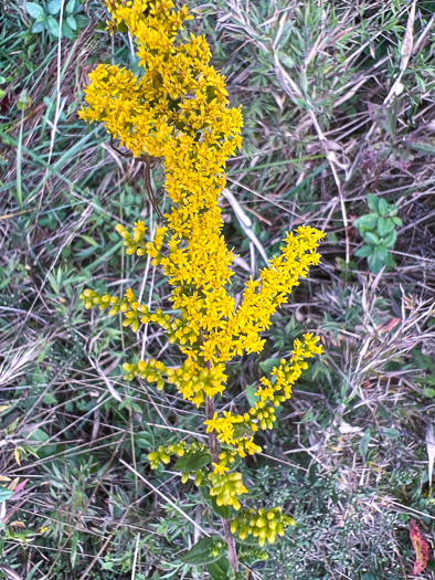 Solidago rugosa var. aspera, Wrinkleleaf Goldenrod