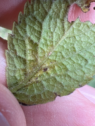 image of Solidago rugosa var. aspera, Wrinkleleaf Goldenrod