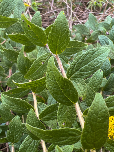 Solidago rugosa var. aspera, Wrinkleleaf Goldenrod