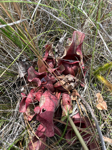 Sarracenia rosea, Rose Pitcherplant, Gulf Coast Pitcherplant