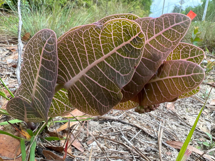 Asclepias humistrata, Pinewoods Milkweed, Fleshy Milkweed, Sandhill Milkweed