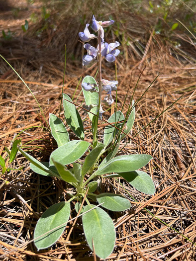 Lupinus diffusus, Blue Sandhill Lupine, Sky-blue Lupine