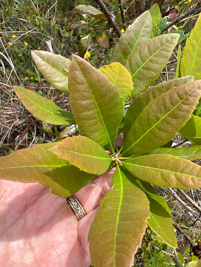 Pocossin Bayberry