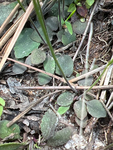 image of Lobelia nuttallii, Nuttall's Lobelia