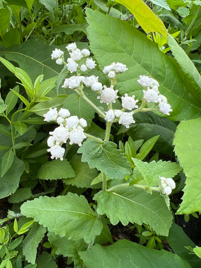 Parthenium auriculatum, Glade Wild Quinine