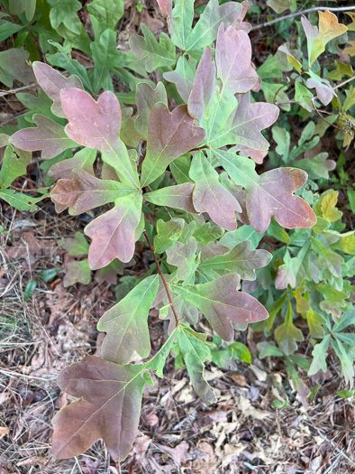 Quercus margaretiae, Sand Post Oak, Scrub Post Oak, Margaret's Oak