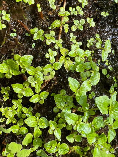 image of Laportea canadensis, Canada Wood-nettle