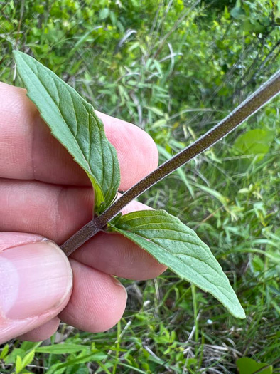 Blephilia ciliata, Diabase Woodmint, Horsemint, Downy Woodmint