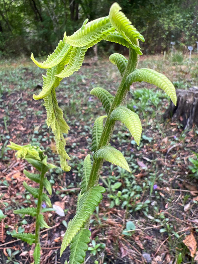 image of Osmundastrum cinnamomeum, Cinnamon Fern