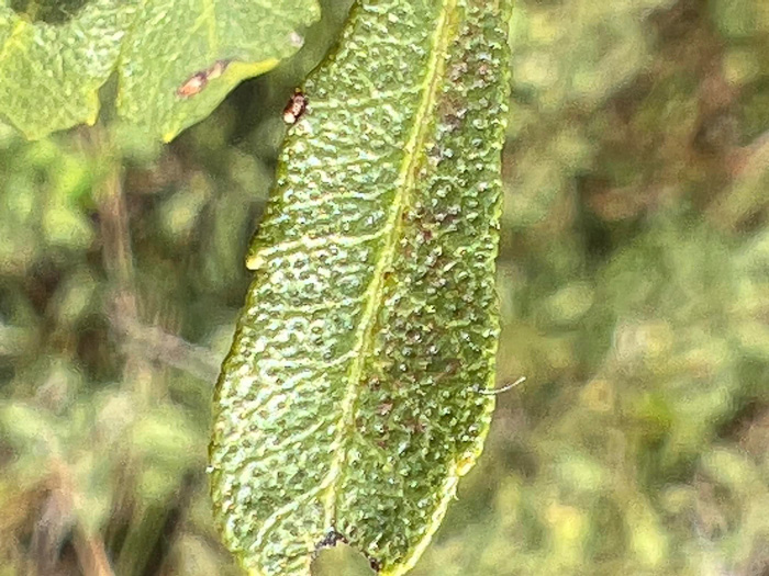 Morella pumila, Dwarf Wax-myrtle, Dwarf Bayberry