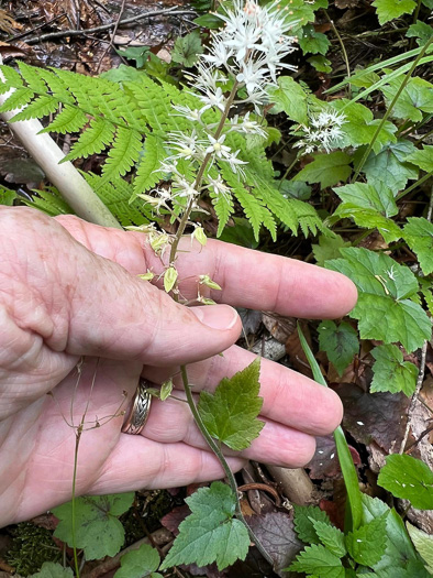 Tiarella austrina, Escarpment Foamflower, Southern Foamflower