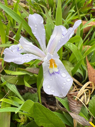 image of Iris cristata, Dwarf Crested Iris