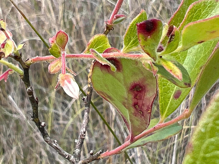 Gaylussacia mosieri, Mosier's Huckleberry, Hirsute Huckleberry