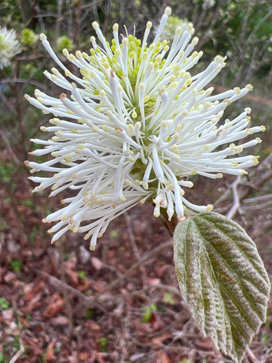 Fothergilla major, Large Witch-alder, Mountain Witch-alder, Fothergilla