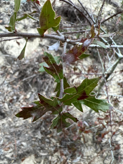 image of Quercus hemisphaerica, Darlington Oak, Sand Laurel Oak