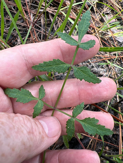 Angelica dentata, Sandhill Angelica